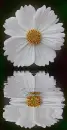 white cosmos