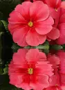 red primula