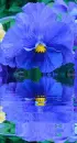blue pansy