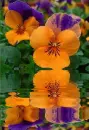 wild pansy