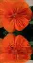 beautiful pansy
