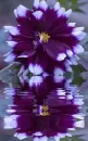 purple dahlia