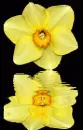 narcissus