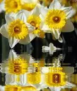 daffodils