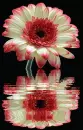 gerbera