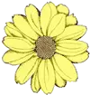 multicolor flower