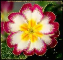 primrose