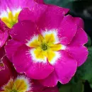 primrose
