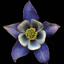 columbine