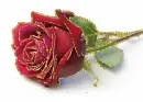 red rosa