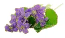 violas