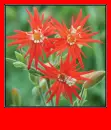 silene