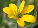 rudbeckia