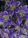 hepatica