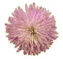 dahlia