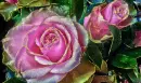 pink rosa