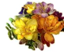 freesias