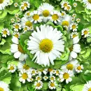 Seamless Daisy Background