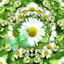 Daisy Seamless Background With Butterfly