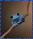 blue frog