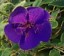 tibouchina