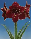 amaryllis