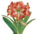 amaryllis