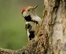 woodpecker