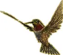hummingbird