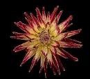 dahlia