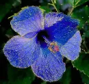 blue hibiscus