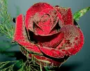 deep red rosa