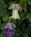 fuchsias