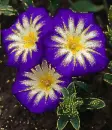 convolvulus