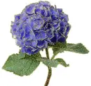 blue hydrangea