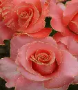 3 beautiful rosa