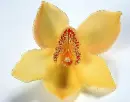 yellow orchid