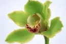 orchid