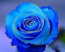blue rosa