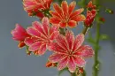 cactus flower