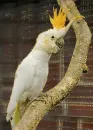 cockatoo