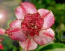 adenium