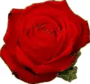 red rosa