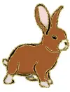 brown bunny