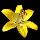 yellow lily