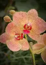 orchid