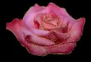 beautiful rosa