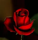 red rosa