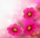 pink flowers