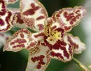 orchid